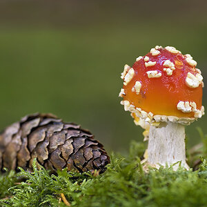 fliegenpilz
