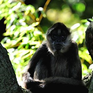 Affe