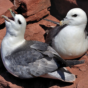 hoy fulmar1