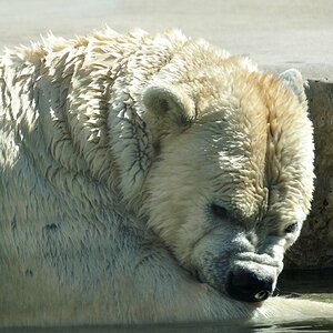 Eisbär juckt was