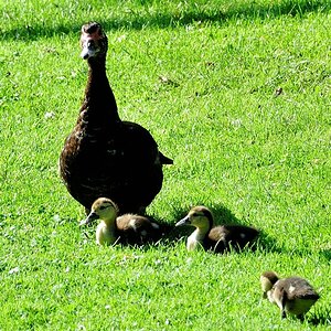 Enten