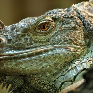 Leguan