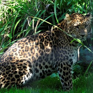 Leopard 2