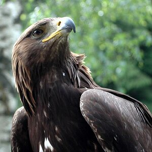 Steinadler