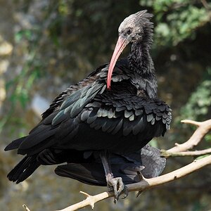 waldrapp DSC 4048