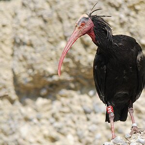 Waldrapp DSC 4049