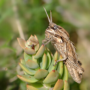 spanischer Drachen-"Hüpfer"