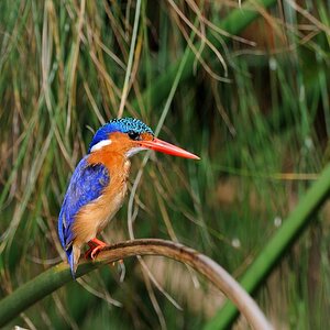 Malakei Kingfisher