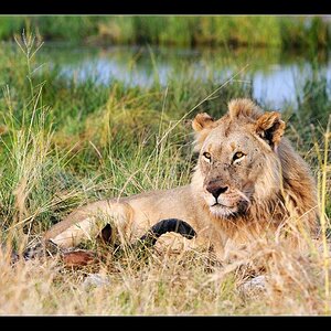 NAM 5676 Lion r Kopie