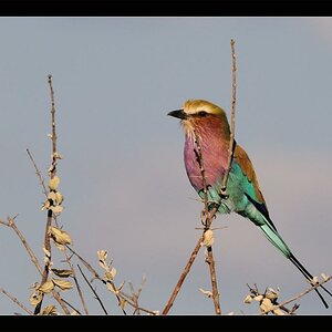NAM 4922 Lila Vogel 1 I Kopie
