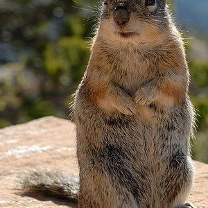 Bryce Canyon   4