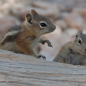 Bryce Canyon   6