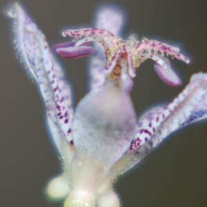 Märchenblüte