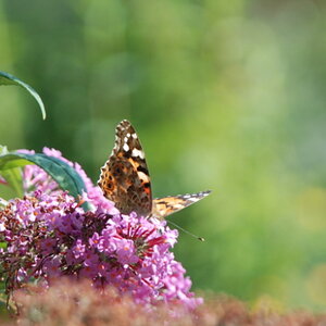 Schmetterling auf Flieder