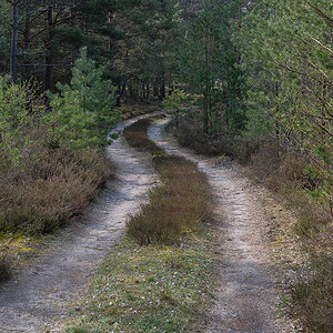 Waldweg (1 von 1).JPG