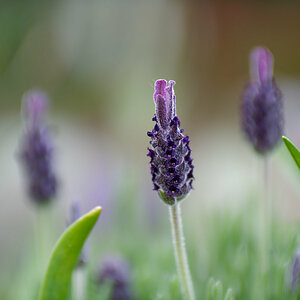 PANA5583_DxO1200.jpg