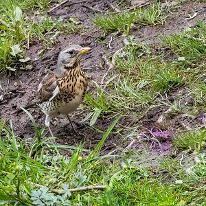 P5100120-Bearbeitet.jpg