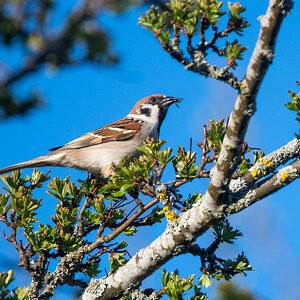 210509-Oberneukirchen, Spatz mit Fliege.jpg