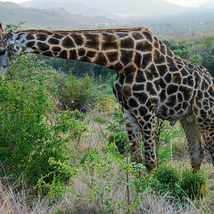 Giraffe äsend.jpg