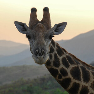 Giraffenblick.jpg