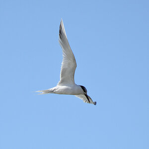 DSC_1286.JPG