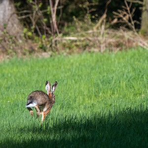 210508-Oberneukirchen, Hase auf der Flucht.jpg