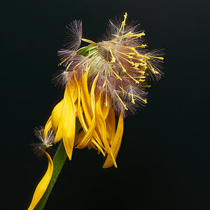 _DSC7423_1.jpg