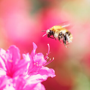 Biene im Anflug