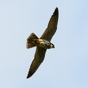 OF5_10920.jpg
