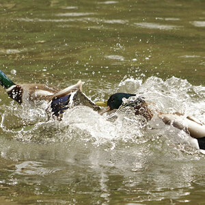 _DSC9027NF.jpg