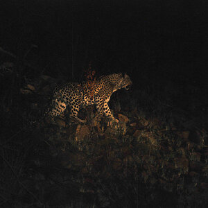 Leopard Pilanesberg.jpg