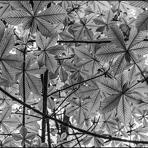 Blätterdach BW (1 von 1).JPG