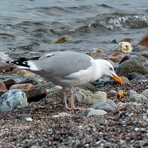 P1010402-Bearbeitet.jpg