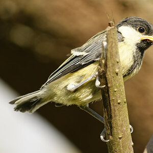 _DSC9195NF.jpg
