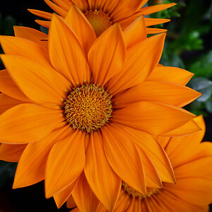 gazania_giant_1200.jpg