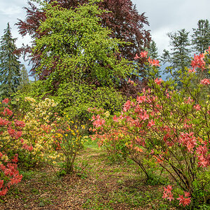 20210523_DSC_2452 bunter Rhododendron.jpg