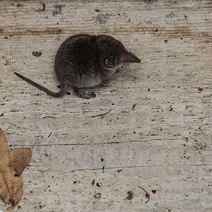 Spitzmaus 2 (1 von 1).JPG