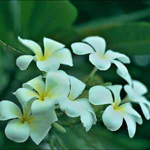 comp_flowerB1-1.jpg