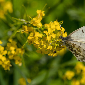Schmetterling (1 von 1).JPG