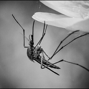 Mücke B-W (1 von 1).JPG