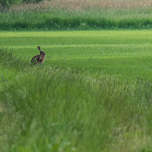 Hase am Feldrand (1 von 1).JPG