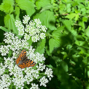 Schmetterling_unbekannt-2106038449.jpg