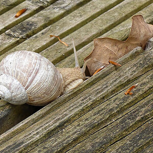Weinbergschnecke 1.jpg