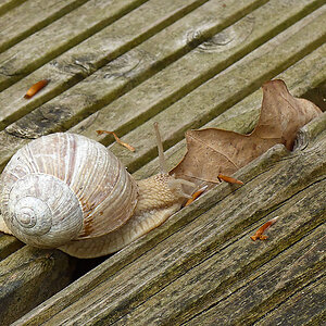 Weinbergschnecke 2.jpg