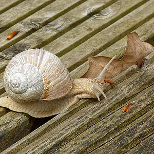 Weinbergschnecke 3.jpg