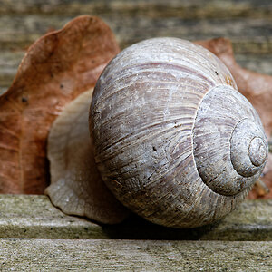 Weinbergschnecke 4.jpg