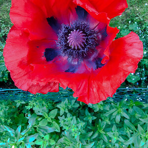 Mohn in Nachbars Garten.jpeg