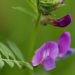 Wickenblüten (1 von 1).JPG