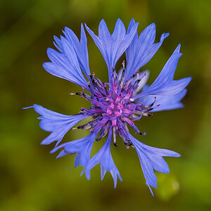 Kornblume (1 von 1).JPG