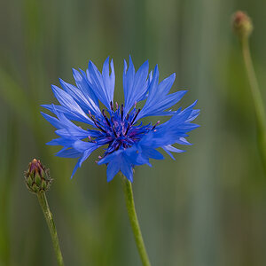 Kornblume 2 (1 von 1).JPG